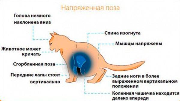 Болезни сердца у кошек: виды, признаки и способы лечения