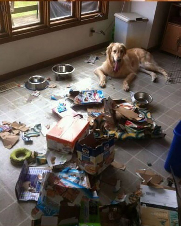 Что делают животные дома в отсутствие хозяина - gafki.ru