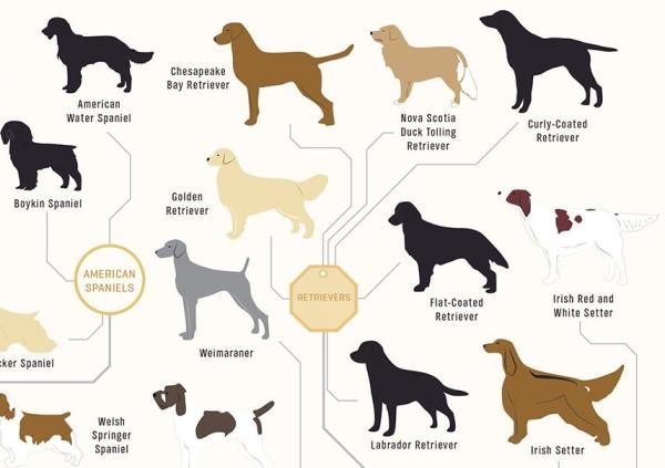 Лабрадор-ретривер: фото, описание и характер породы собак
лабрадор-ретривер: фото, описание и характер породы собак