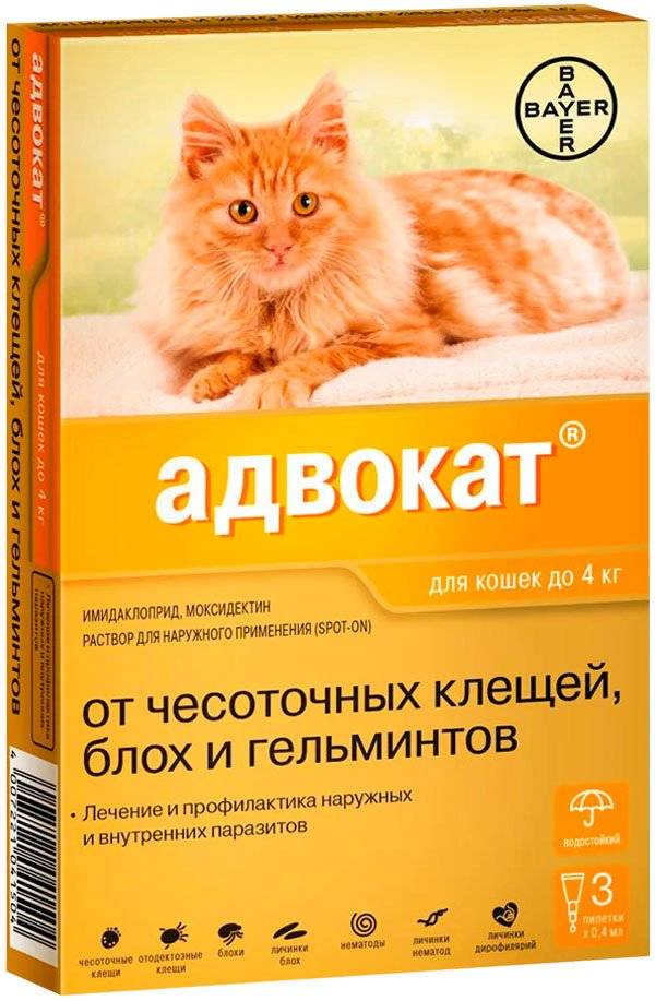 Глистогонные препараты для кошек:  какие лучше, таблетки или капли