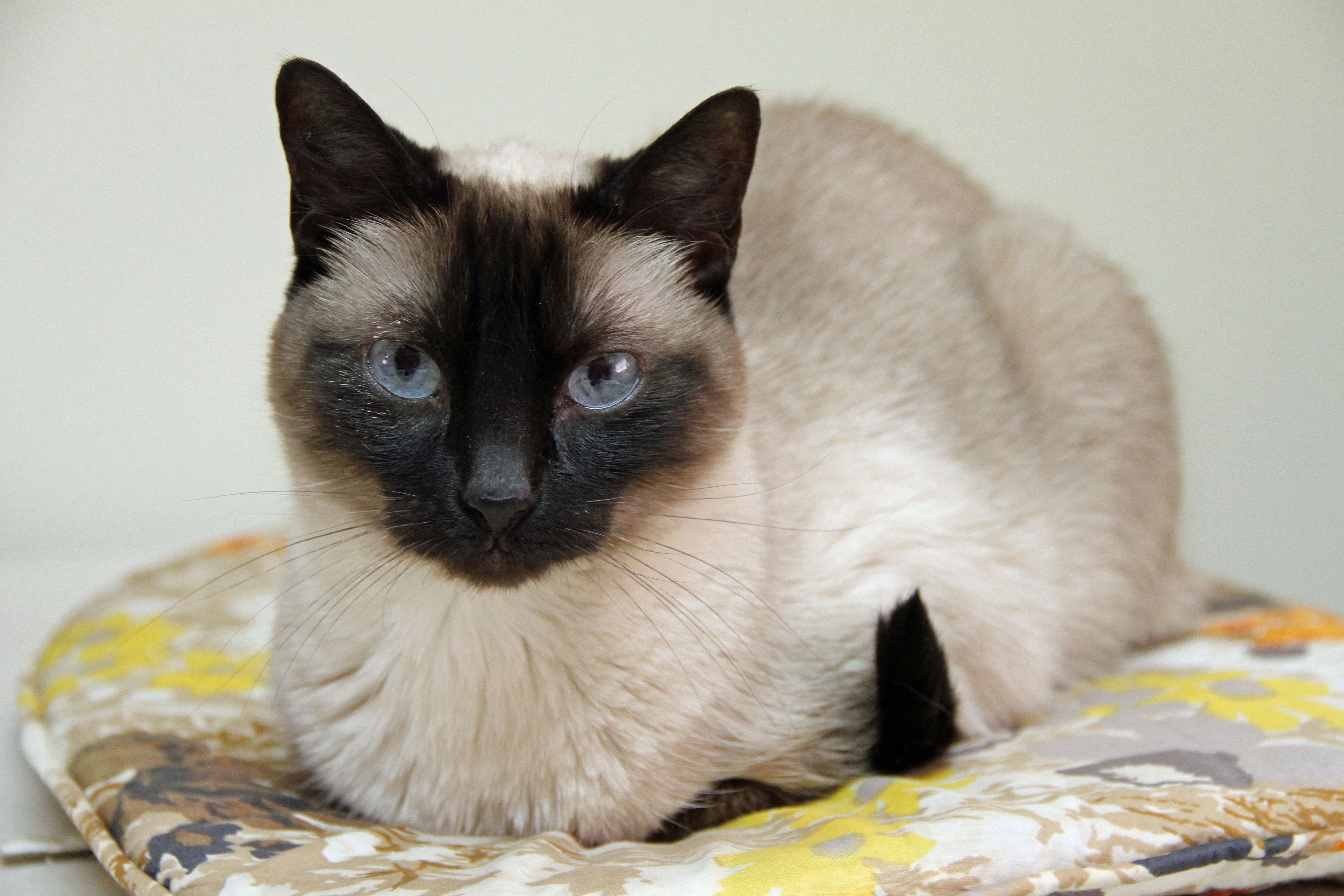 Сиамская кошка фото, цена котят, характер породы, отзывы