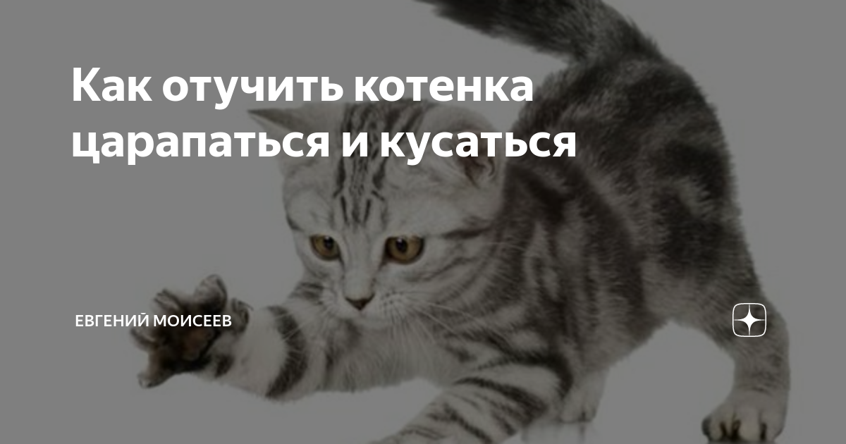 6 причин, почему кошка кусает за ноги хозяина