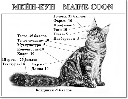 Мейн-кун: описание породы, характер кошек и котов, советы по содержанию и уходу, фото мэйкуна