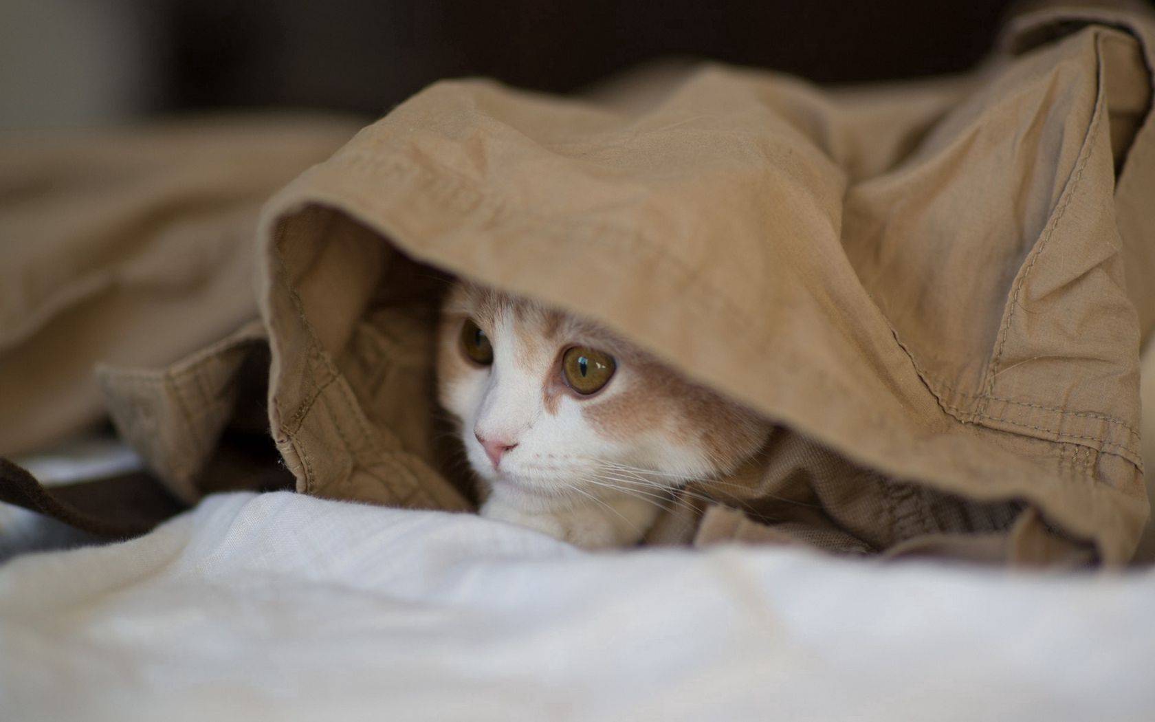 Почему кошка лезет под одеяло: все очень просто и понятно