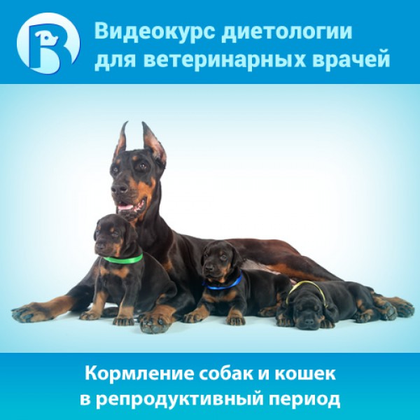 Суточная норма корма для собак: таблица, советы и расчет