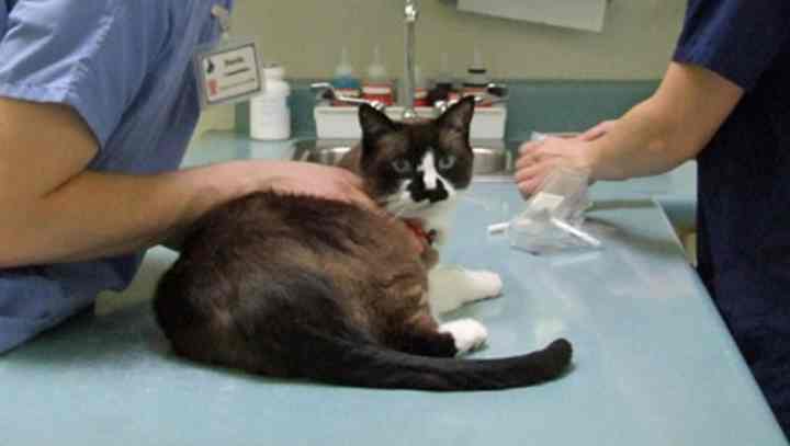 Кастрация котов: подготовка к процедуре и послеоперационный уход