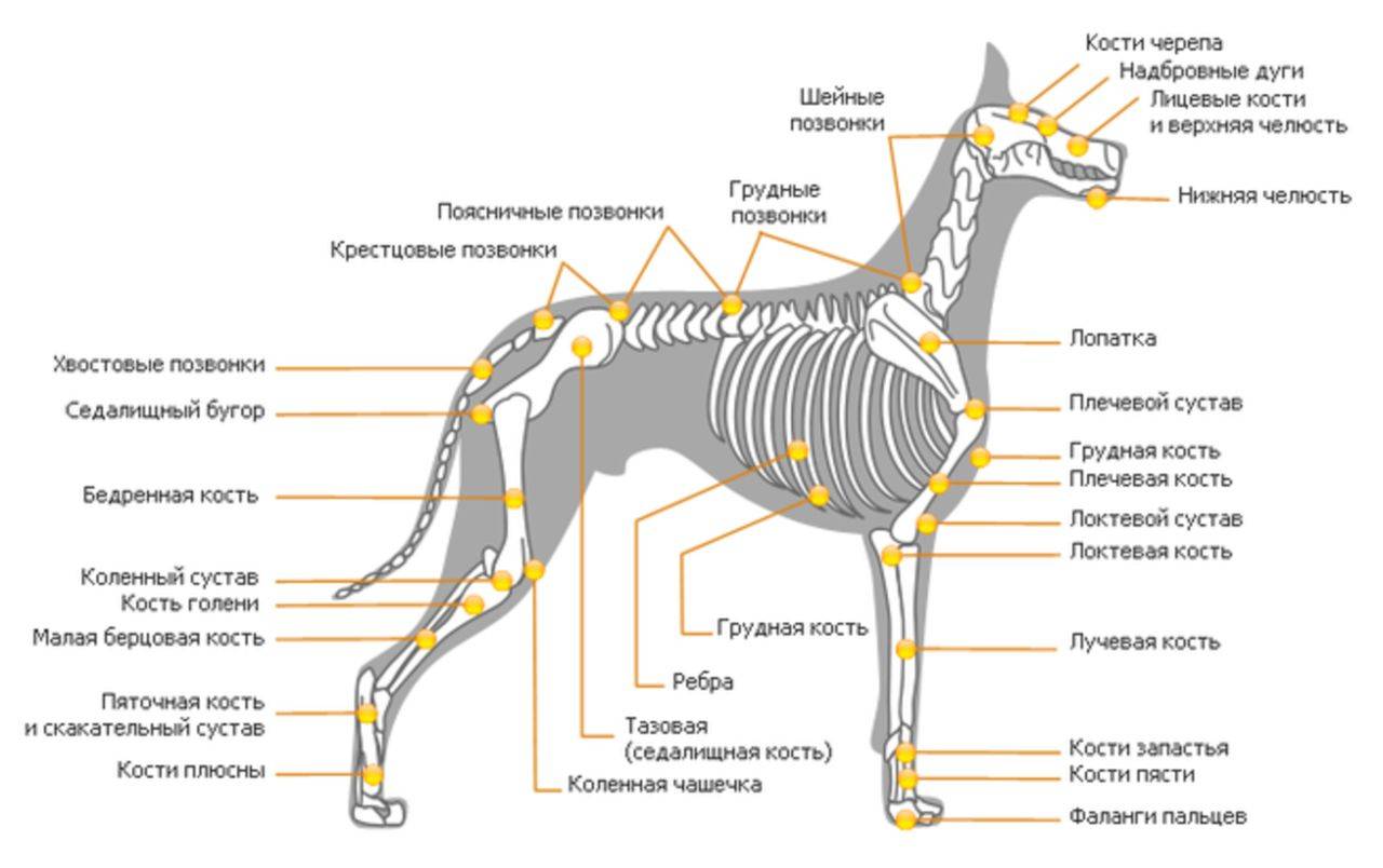Опорно двигательная система класса млекопитающие. Анатомия собаки кости органы. Скелет собаки строение костей. Анатомическое строение скелета собаки. Скелетная система собаки.