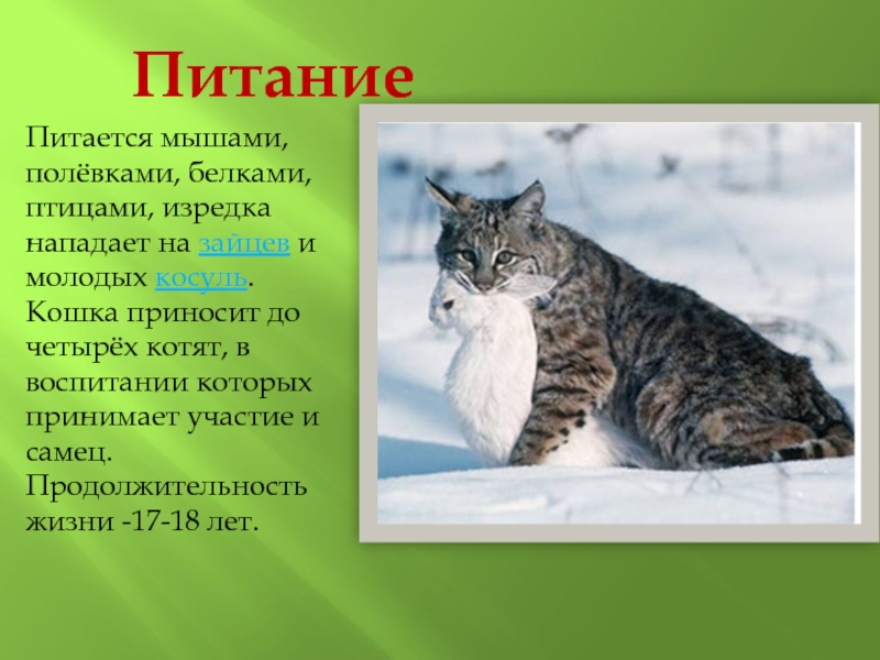 Дальневосточный лесной (амурский) кот: 40 фото, описание, окрас, среда обитания