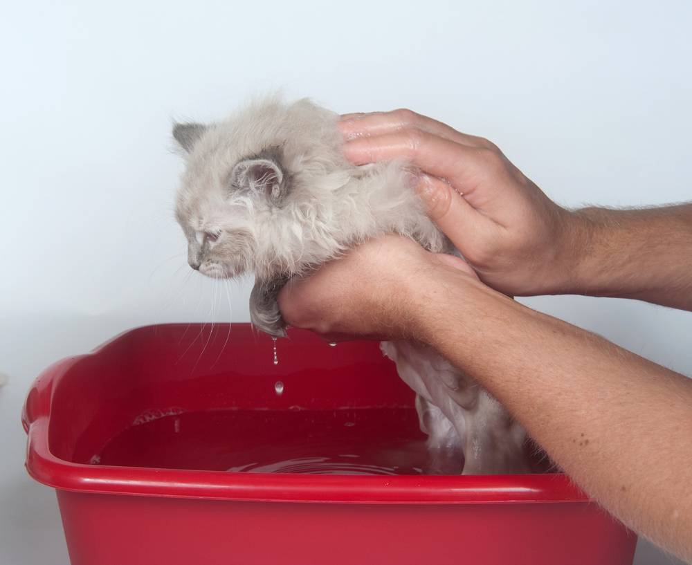 Как мыть кошку или кота в домашних условиях, как часто надо их купать, если они не выходят на улицу?