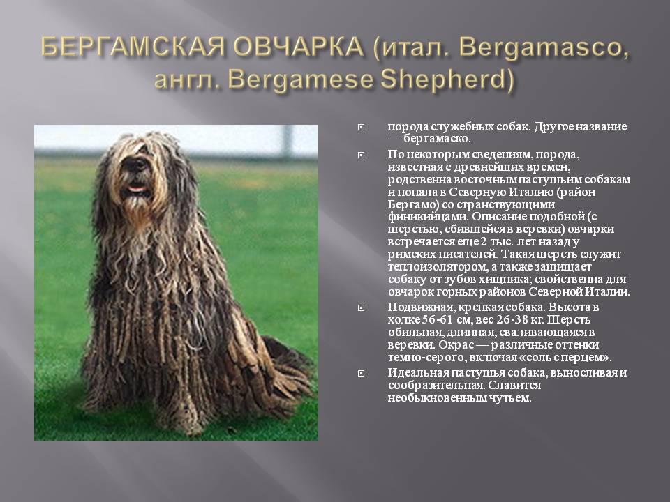 Бергамская овчарка (бергамаско): описание и стандарт породы, характер, фото