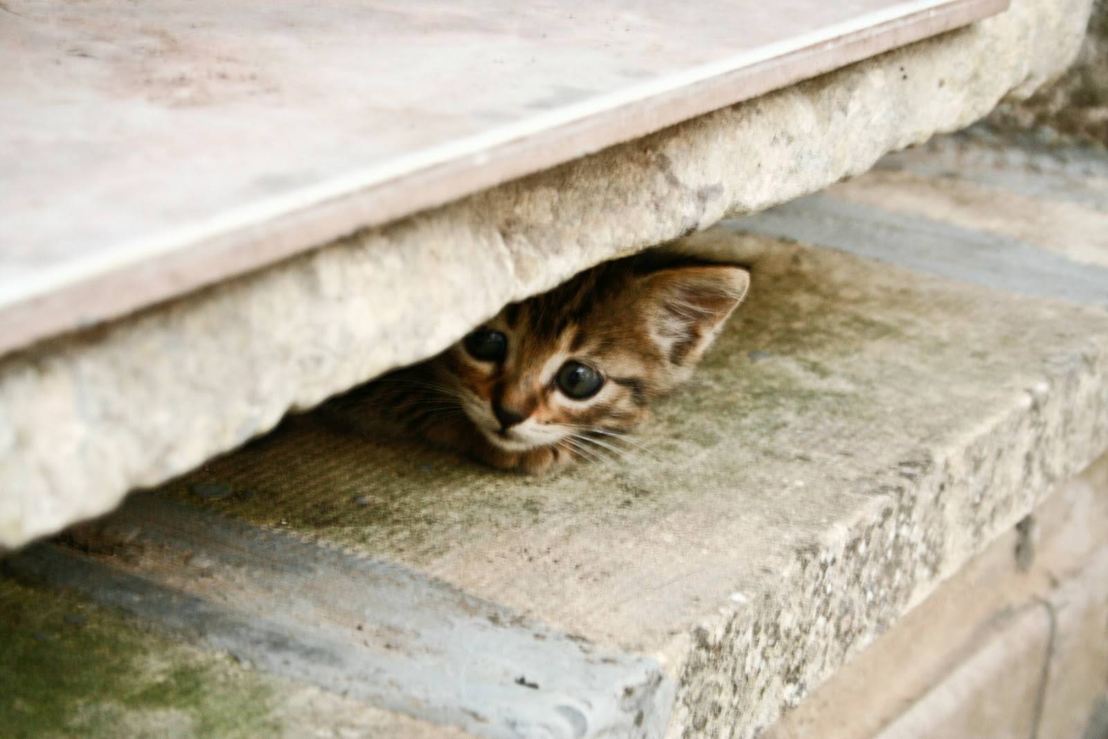 Как найти кота, если он потерялся на улице или спрятался в квартире, не отзывается и всего боится?