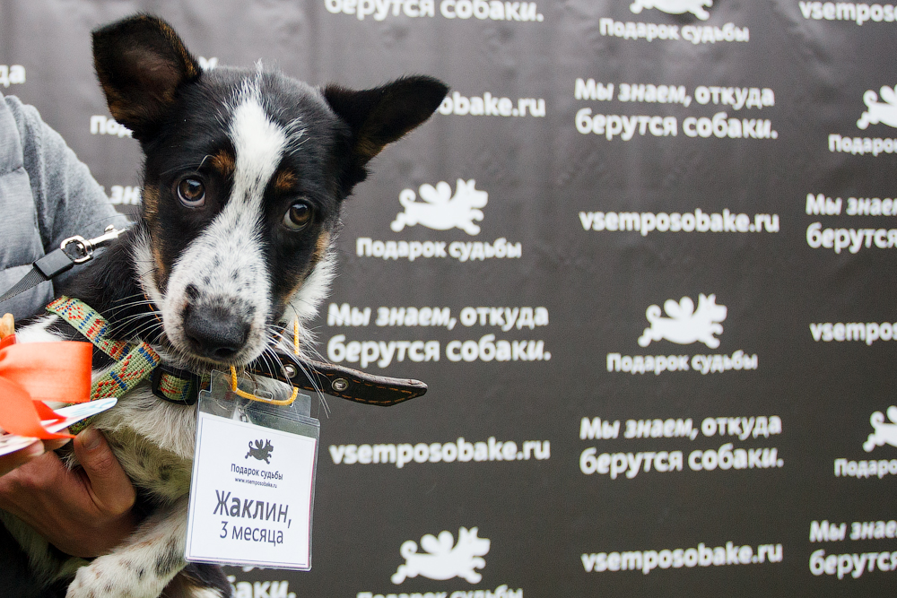Выставка приюта «собаки, которые любят» помогла животным найти новых хозяев