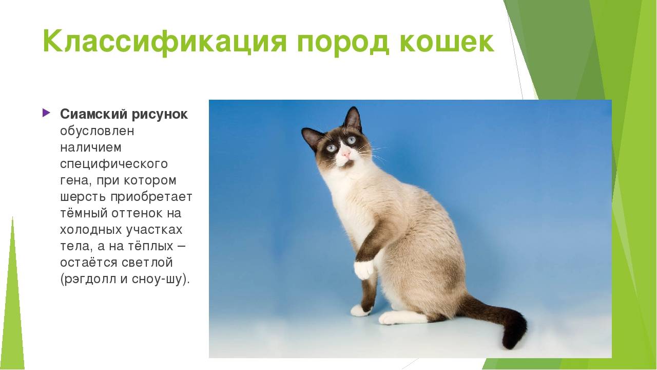Серенгети порода кошек: фото, цена, описание животного, отзывы