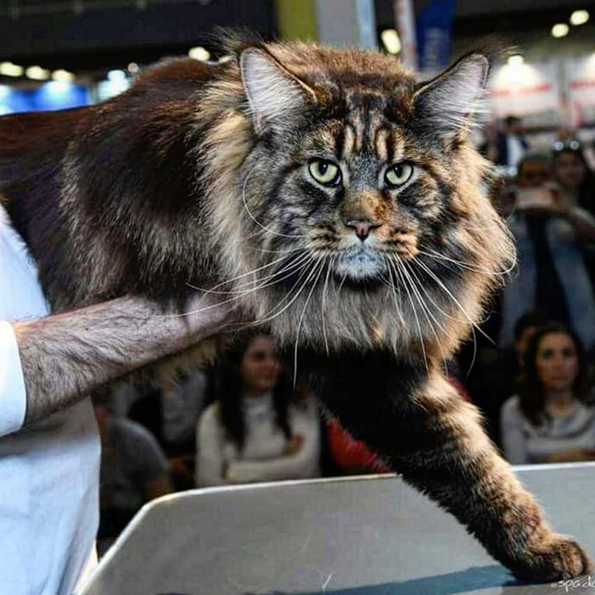 Самые крупные породы домашних кошек. топ-11 (с фотографиями)