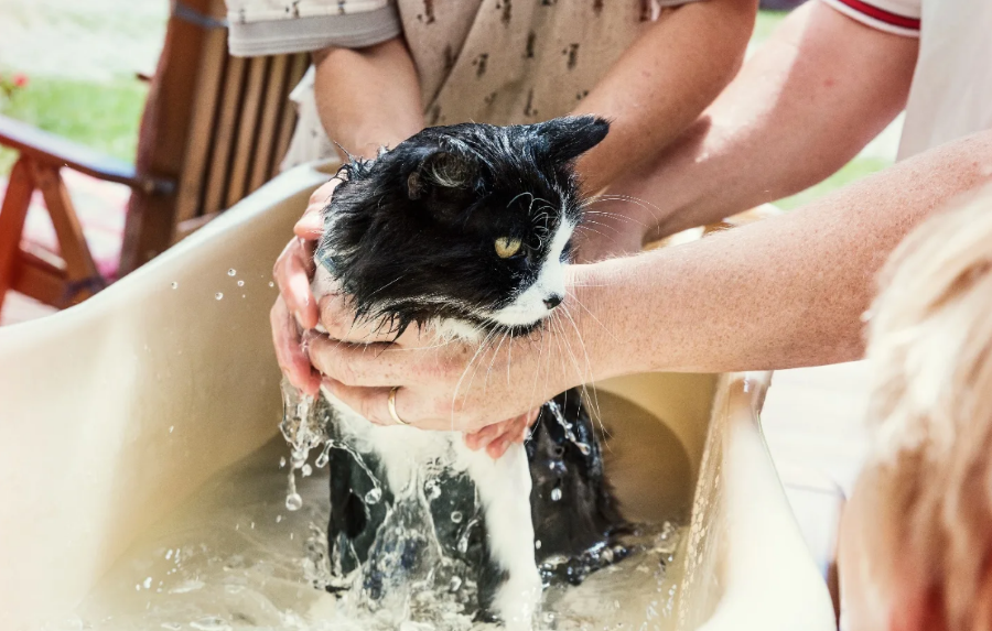 Как правильно купать кошку в домашних условиях которая боится воды