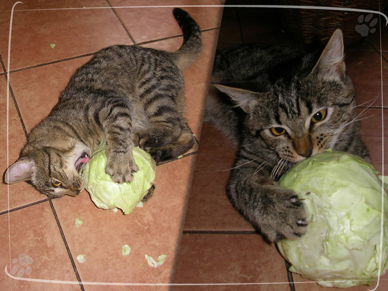 Почему кот ест капусту?