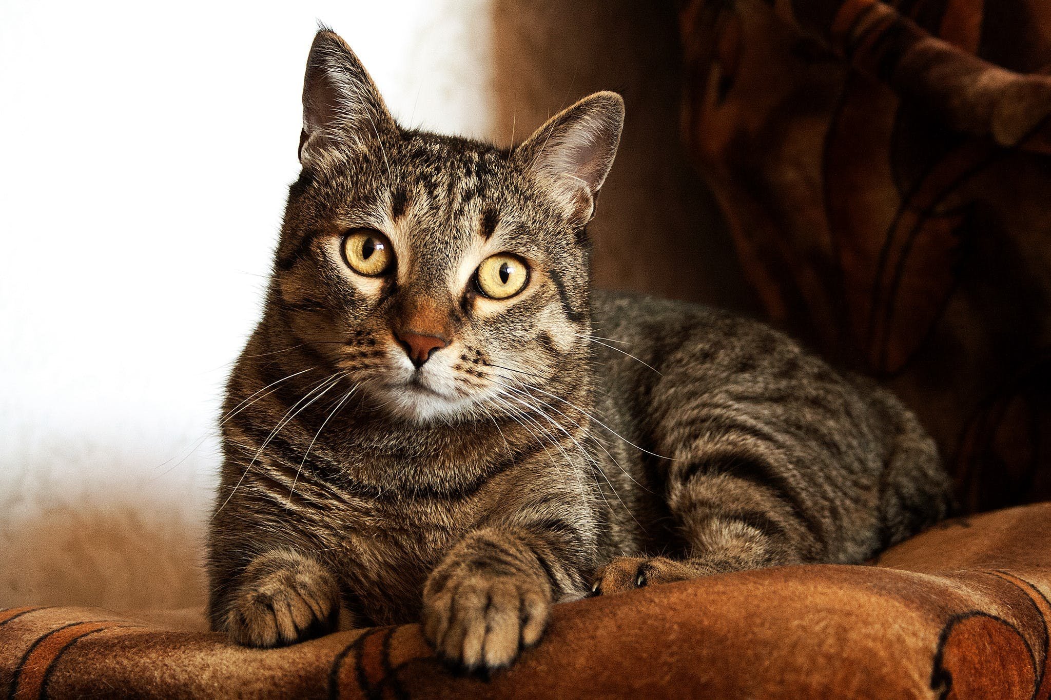 Порода кошек азиатская табби: описание и фото