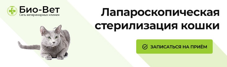 Стерилизация кошек лапароскопическим методом