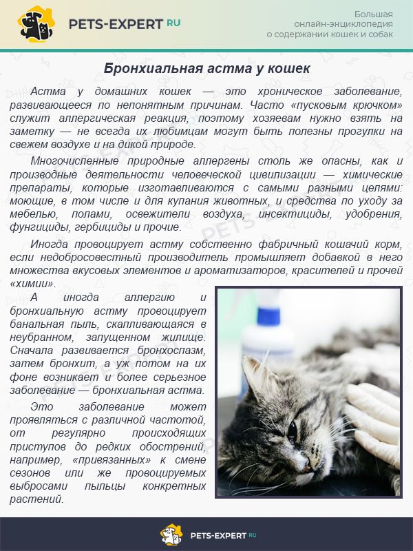 Астма у кошек: как диагностировать и лечить? симптомы и лечение