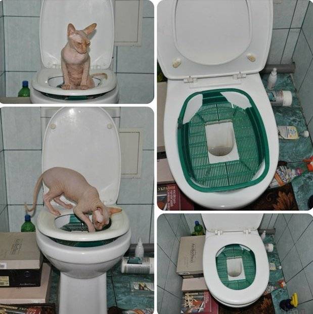 С какой частотой котятам необходимо ходить в туалет: количество раз в день