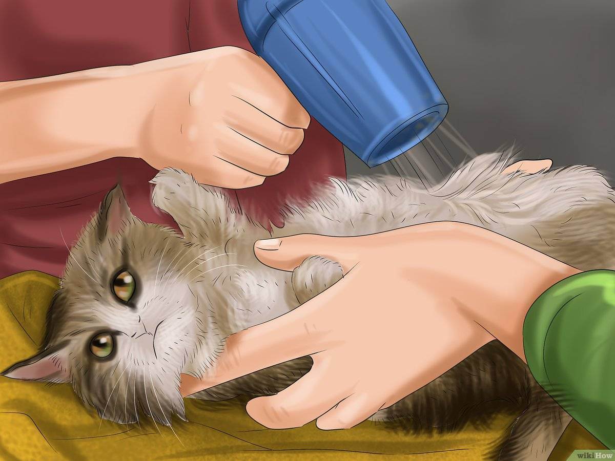 Чем помыть кота, если нет специального шампуня? - портал о компьютерах и бытовой технике | портал о компьютерах и бытовой технике