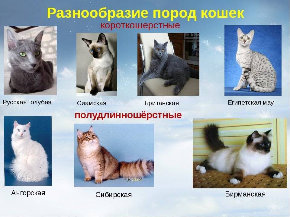 Кошачьи - описание семейства, виды, названия и фото животных