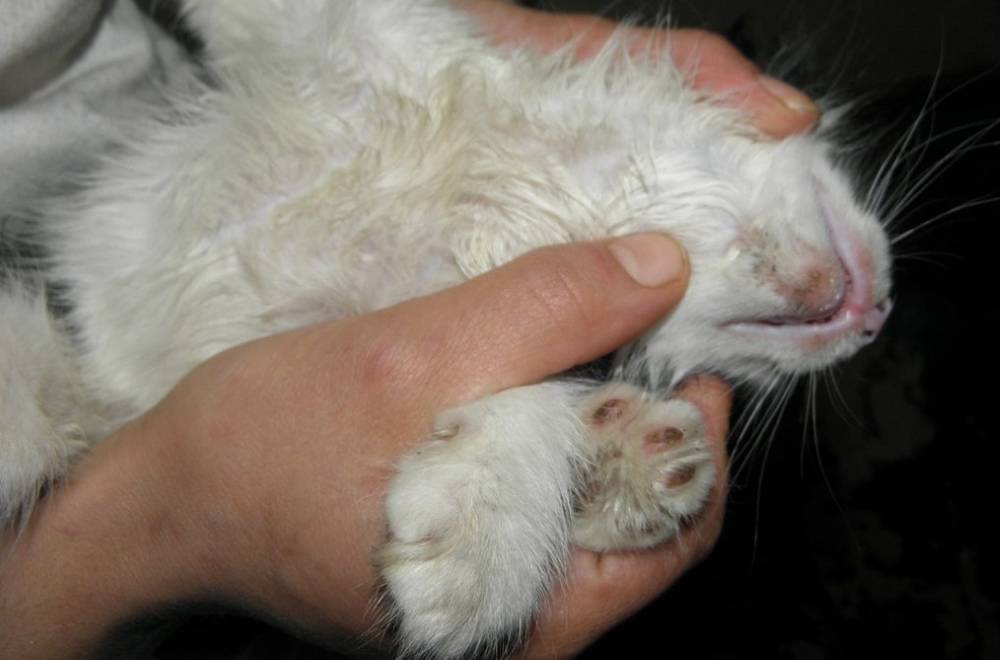 Виды дерматита у кошек: лечение и профилактика появления