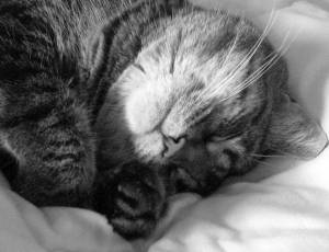Сонник британские кошки. к чему снится британские кошки видеть во сне - сонник дома солнца