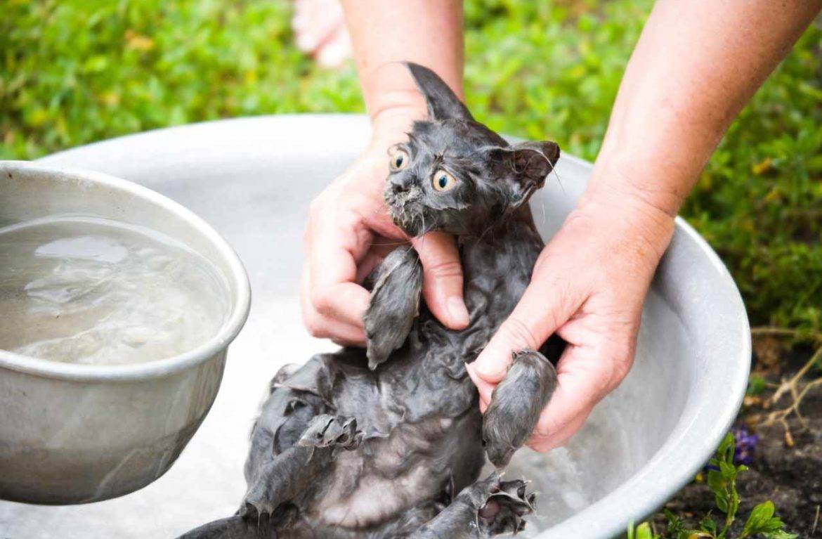 Чем помыть кота, если нет специального шампуня?