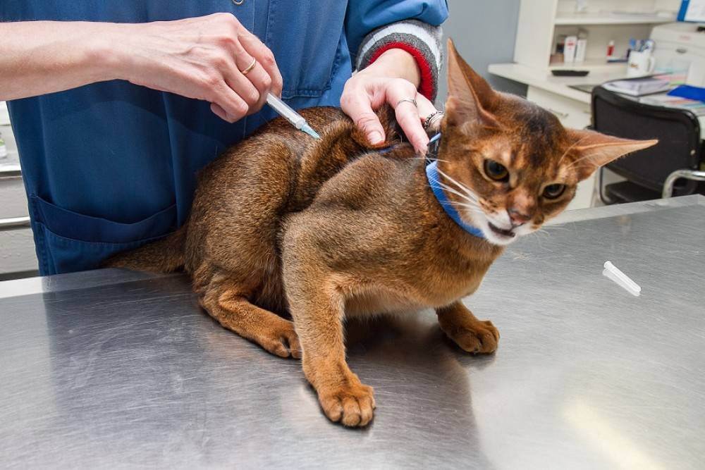 Какие прививки делают кошкам и когда