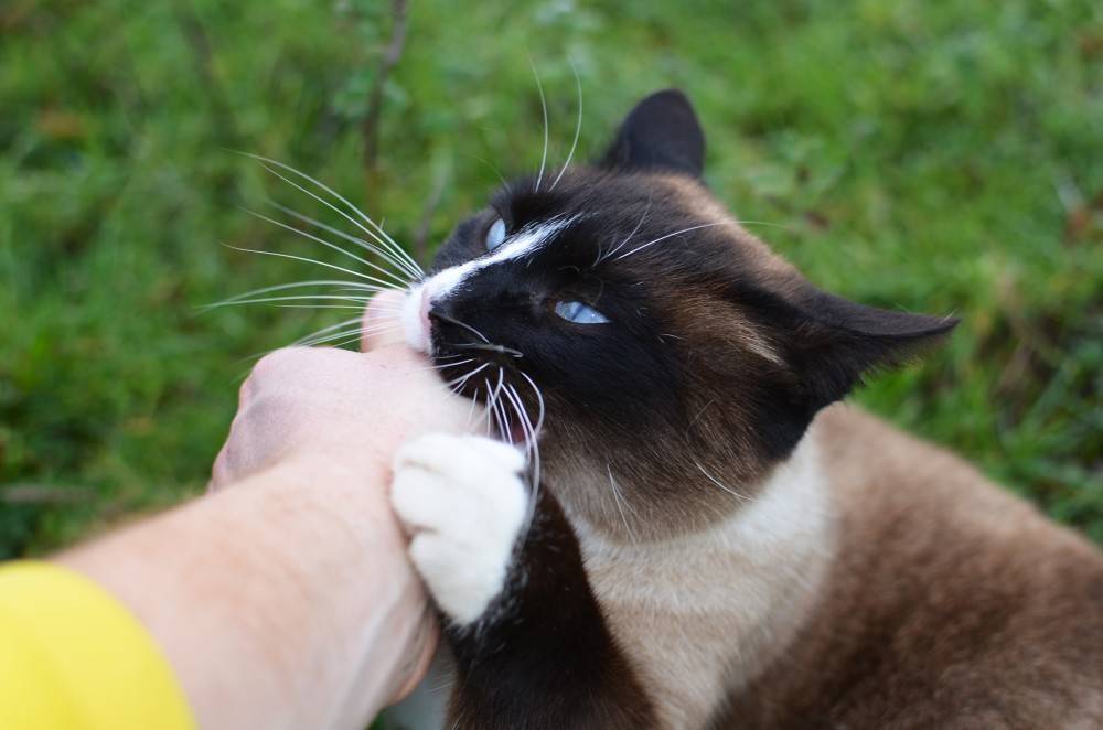 Как отучить котенка кусаться и царапаться: действенные методы