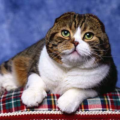 Шотландская вислоухая кошка: особенности породы и цена