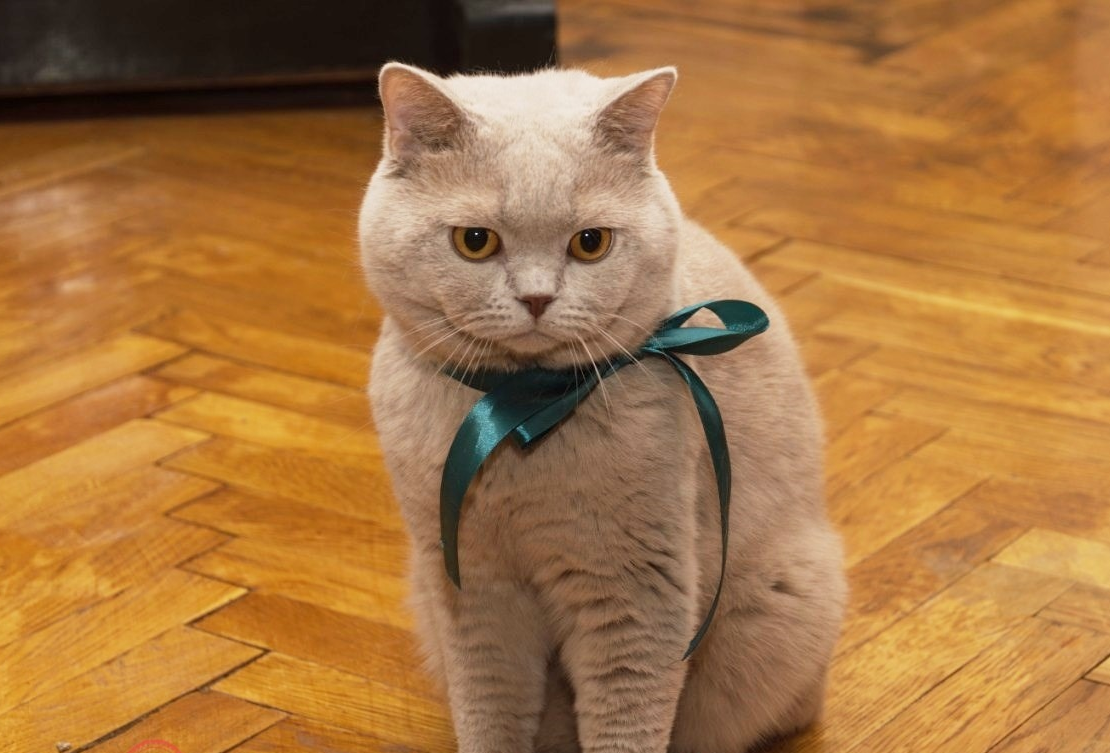 Парад окрасов абиссинских кошек: фавн, дикий, голубой, соррель и др.