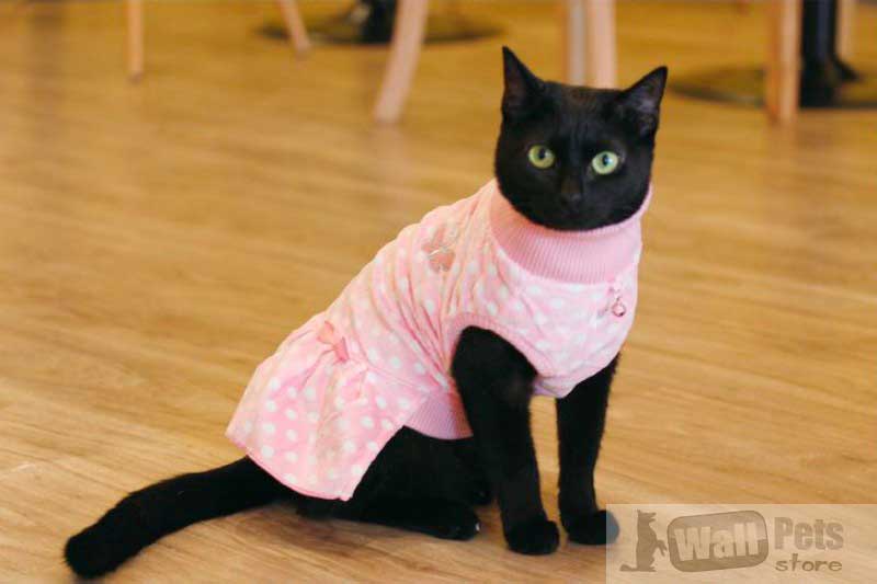 Функции одежды для кошек, правильный выбор, варианты выкройки и пошива
