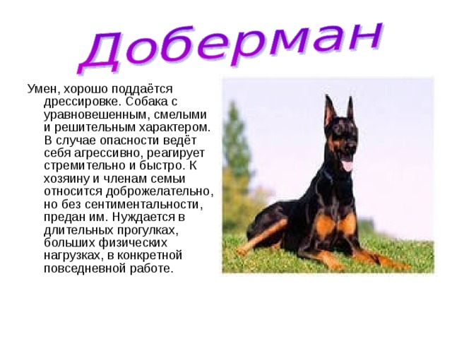 Служебные породы собак: обзор популярных | блог ветклиники "беланта"