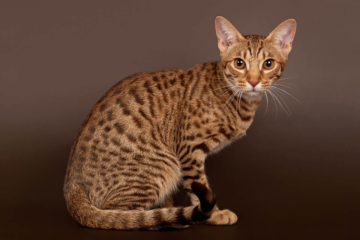 Описание породы кошек оцикет: как выглядят котята, взрослые кот и кошка, сколько стоит порода оцикет, содержание кота дома