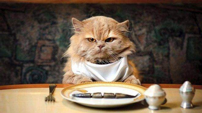 Кошка все время просит есть, почему кот загребает еду?