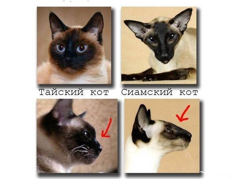В чем отличия тайской и сиамской кошек