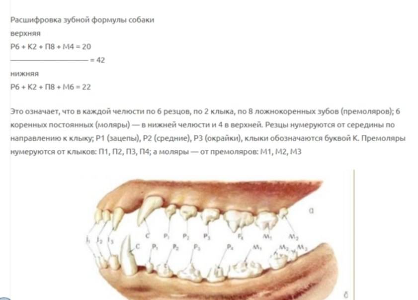 Нумерация зубов в стоматологии. сегменты челюсти.