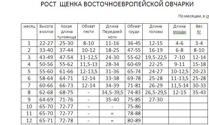 Немецкая овчарка размеры. Вес щенка немецкой овчарки по месяцам таблица. Восточно-европейская овчарка рост и вес по месяцам таблица. Таблица веса Восточно европейской овчарки. Вес немецкой овчарки по месяцам таблица кобель.