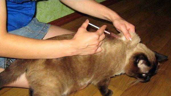 Как кошке или коту сделать укол (в том числе в холку, в бедро, в ногу): внутримышечная, подкожная инъекция и капельница в домашних условиях