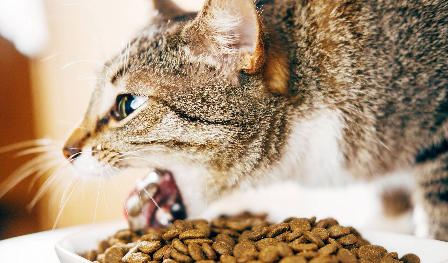 Рвота непереваренным кормом каждый день у кошки: причины и лечение