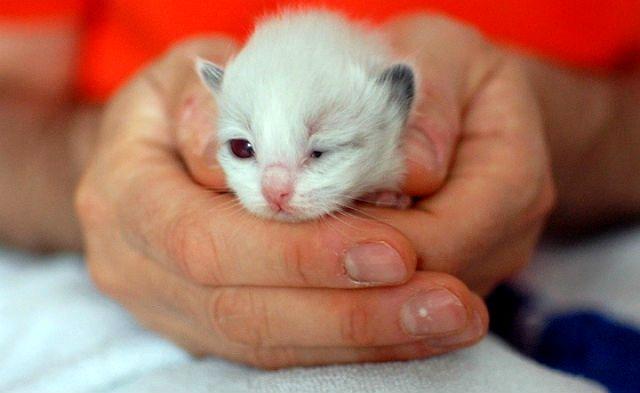 О глазках новорождённых котят