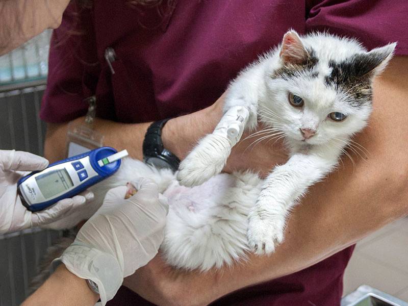 Полидипсия у кошек симптомы и лечение причины - муркин дом