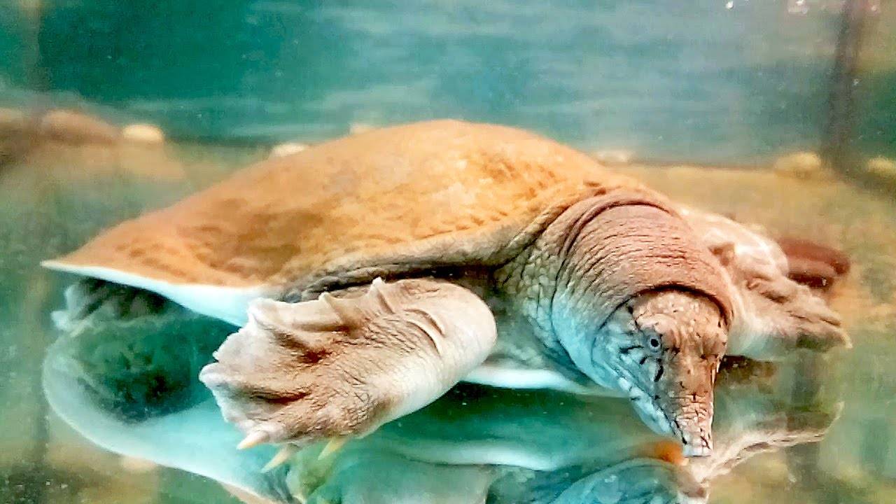 Китайский трионикc или дальневосточная черепаха trionyx (pelodiscus) chinensis