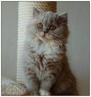 Британская длинношерстная кошка описание породы и характера