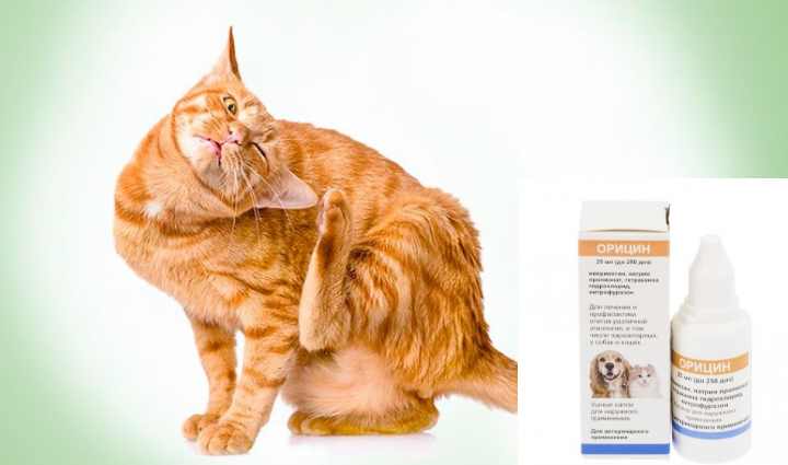 Лечение ушного клеща у кошек от народных средств до современных препаратов