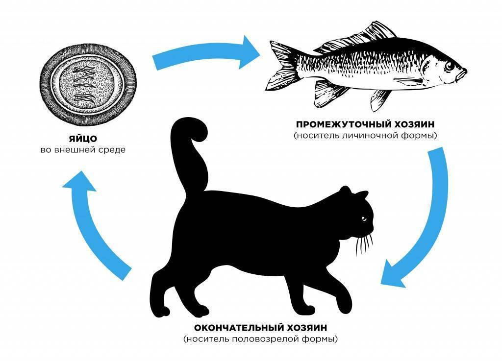 Можно кормить не породистую стерилизационую кошку только вареной рыбой