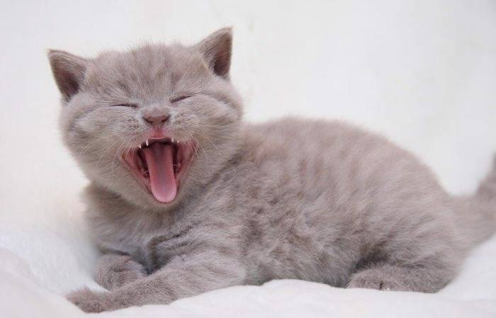 Когда меняются зубы у котят и как это происходит?
