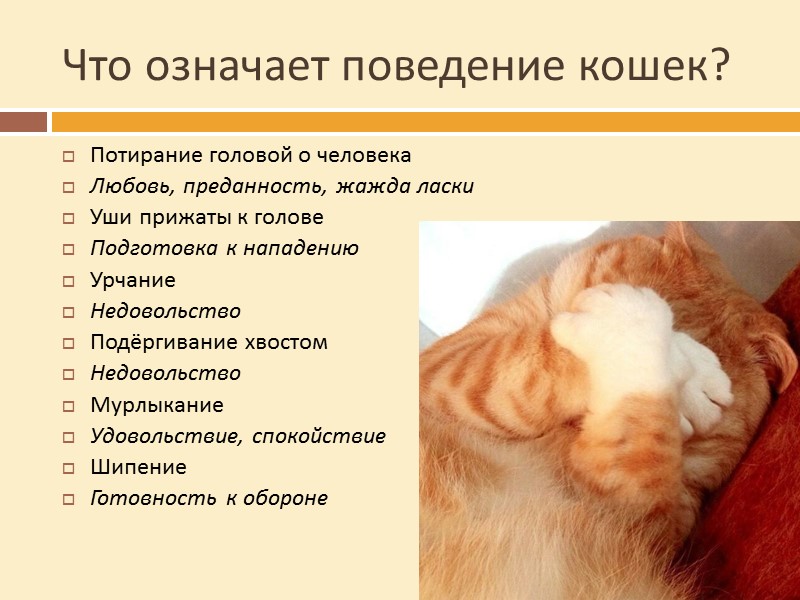 Как сделать кота ласковым, неласковая кошка